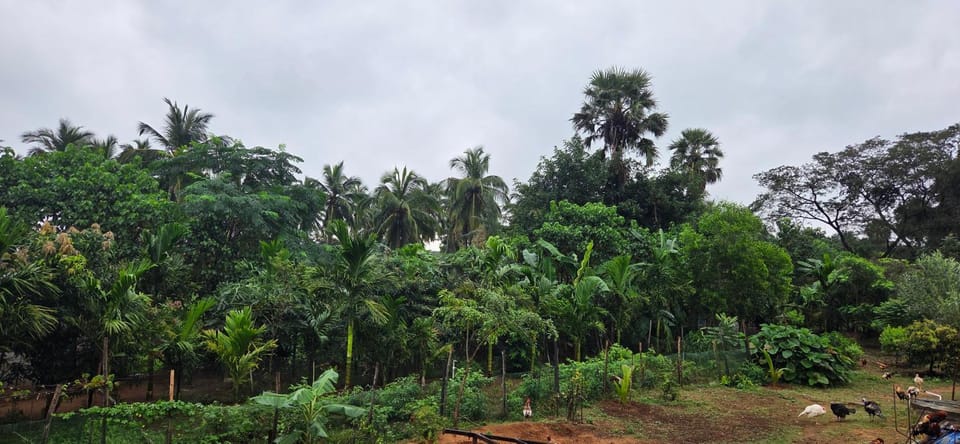 View (from property/room), Garden view