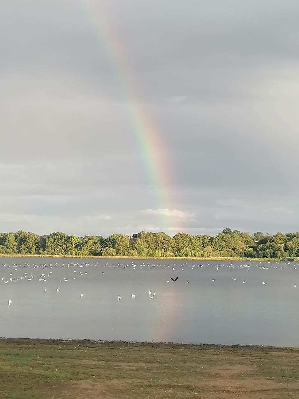 Lake view