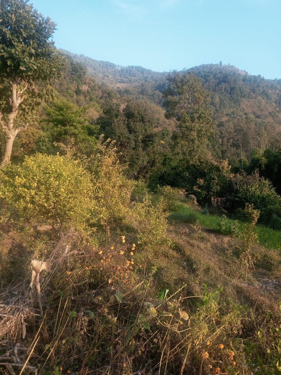 Harit Agro Avocado farm house stay House in Bagmati Province, Nepal