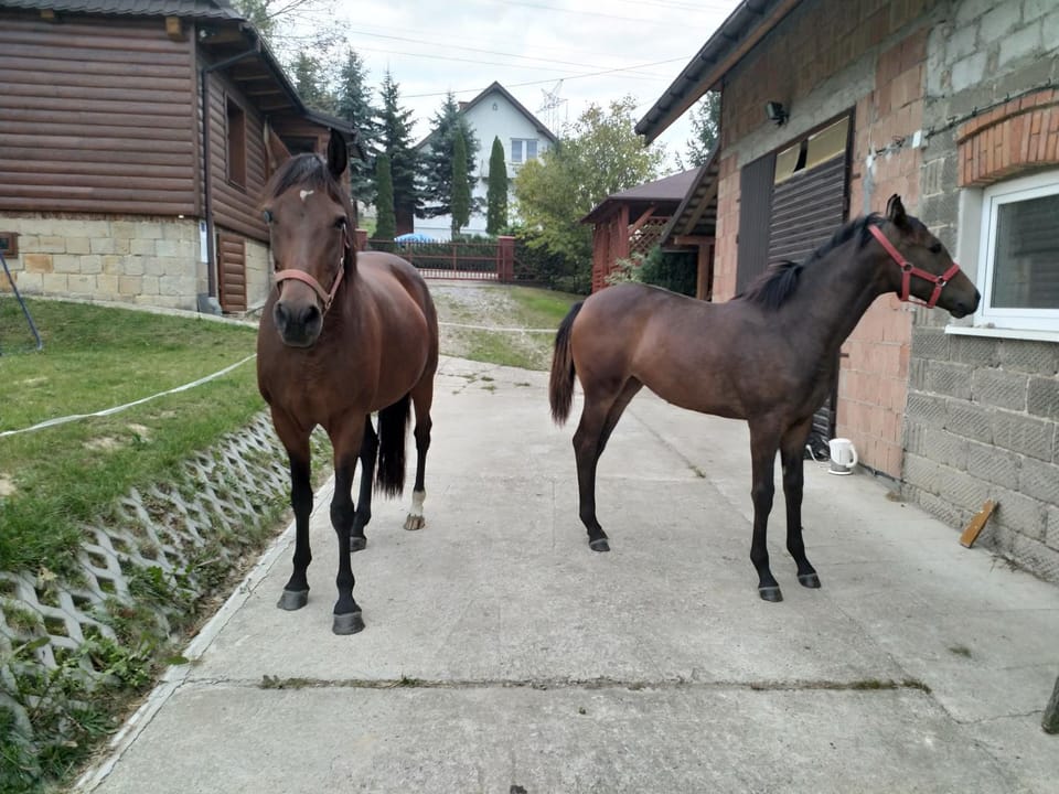 Animals