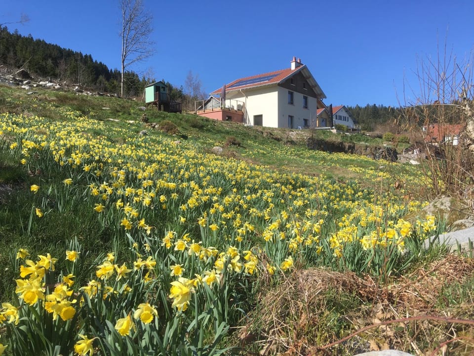 Property building, Spring, Natural landscape, Garden, Garden view
