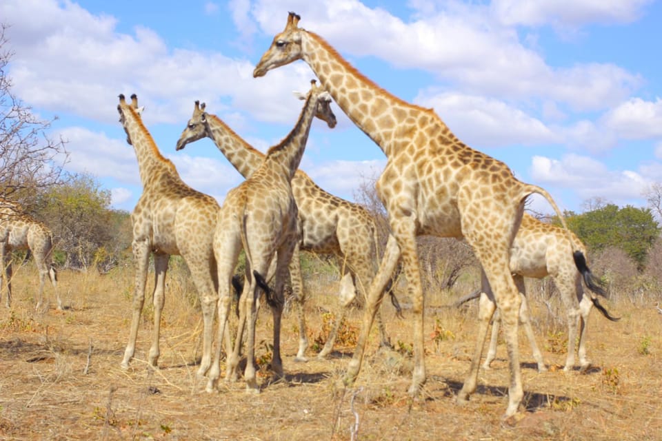 Animals