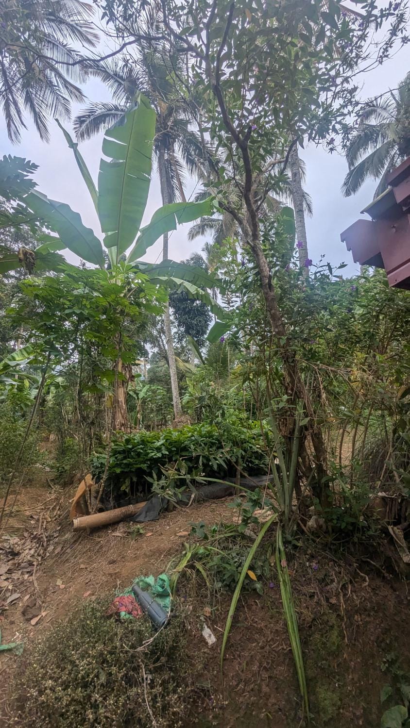 Natural landscape, Garden