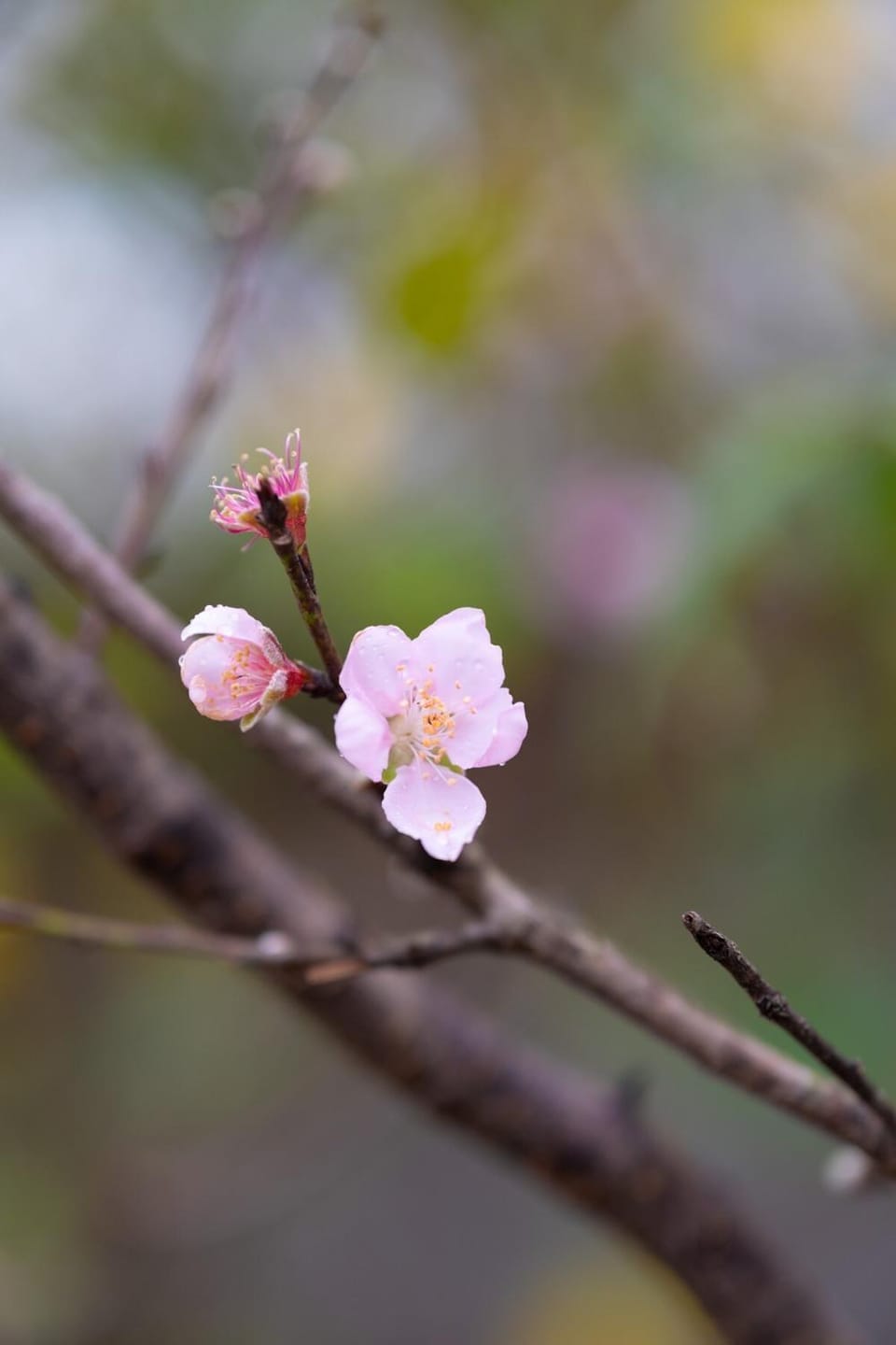 Spring, Day