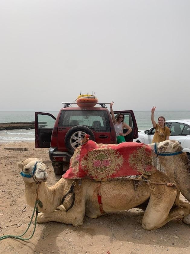 People, Beach, Animals, group of guests