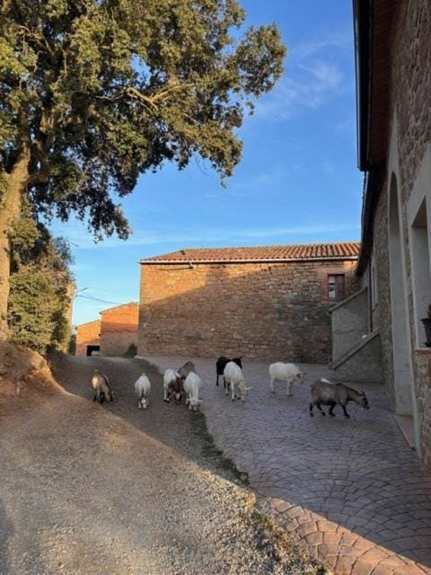 Cal Perico Apartment in Catalonia