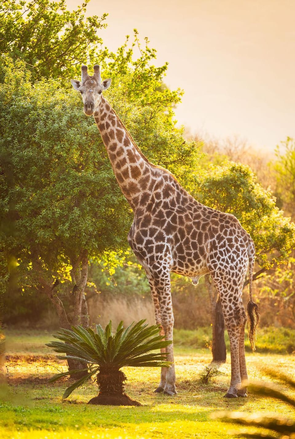 Intibane Lodge Nature lodge in KwaZulu-Natal