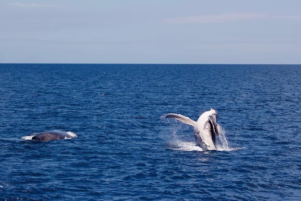 Natural landscape, Animals