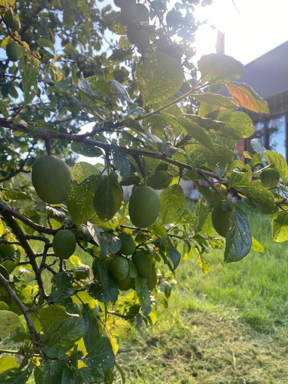 Garden, Garden view