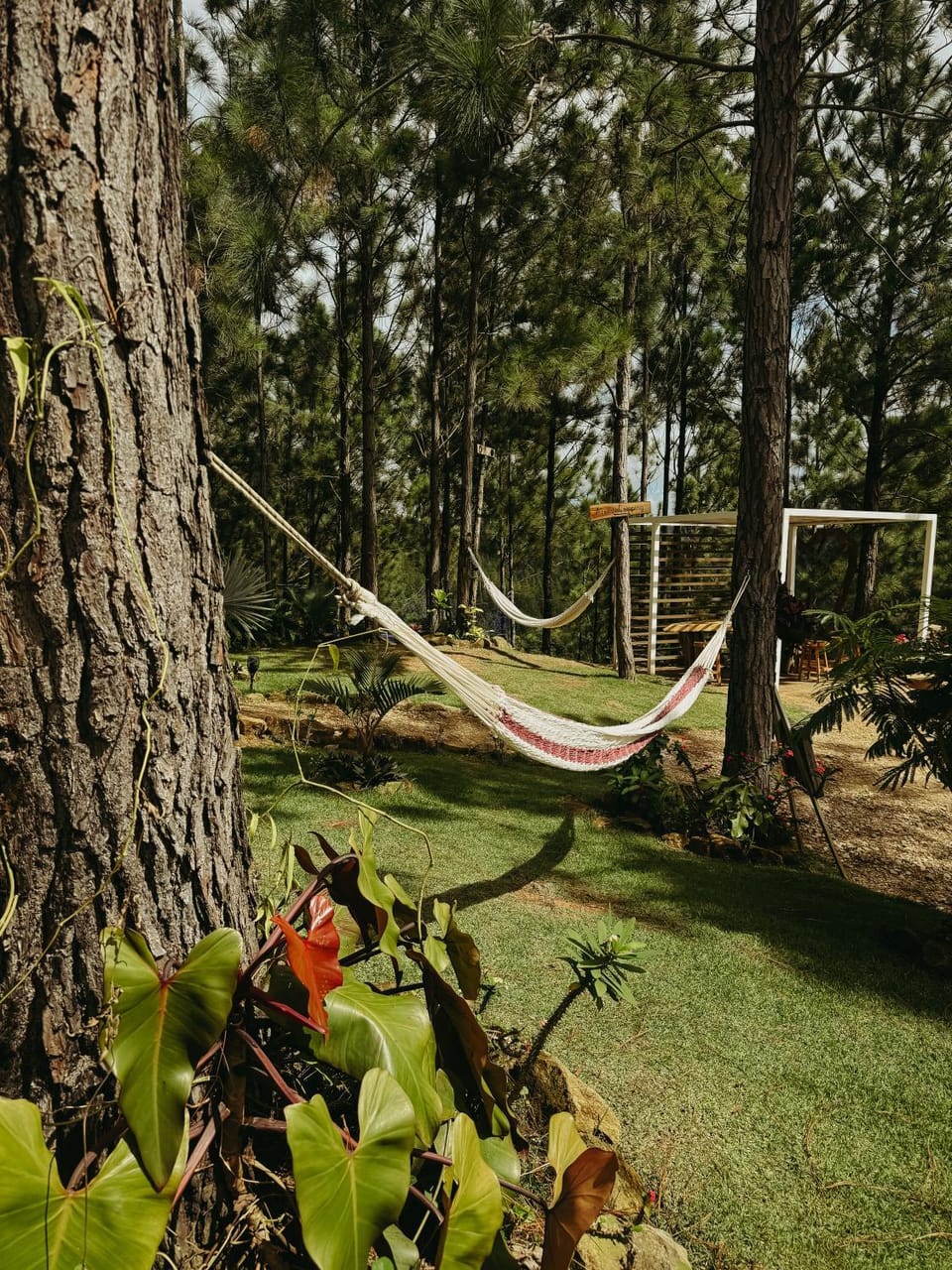 Natural landscape, Garden, Garden view