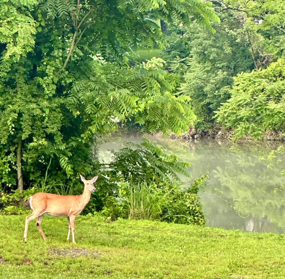 Spring, Natural landscape, Summer, Animals, River view