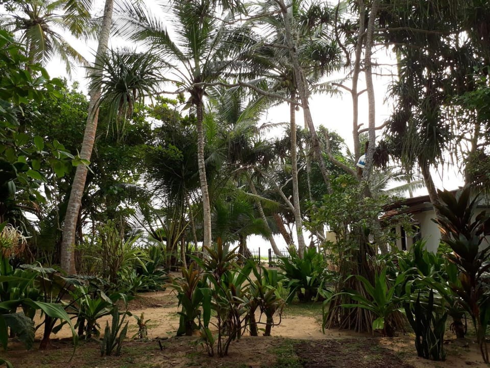 Hector's Place Hotel in Hikkaduwa