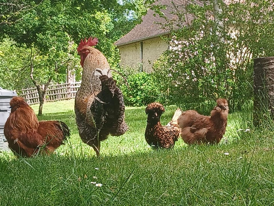 Animals, Pets