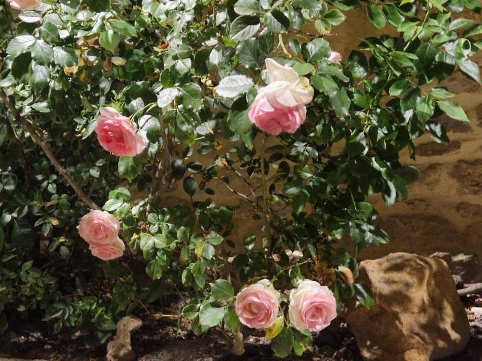 Spring, Garden