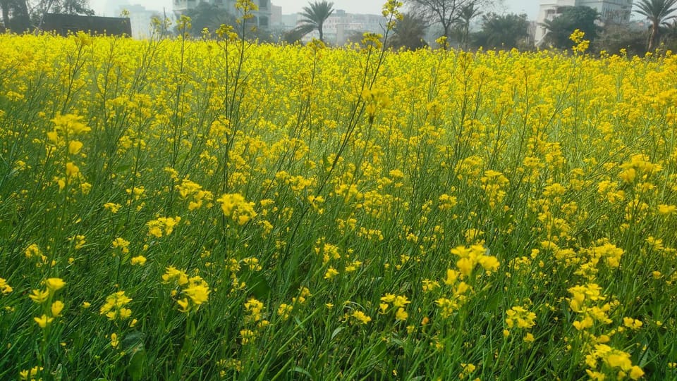 Spring, Day, Natural landscape, Garden, Garden view