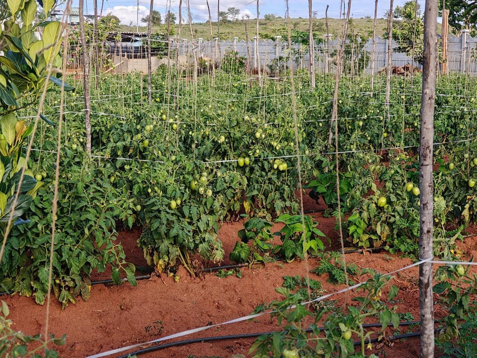 Lazy Daisy Meadows R1 Farm Stay in Karnataka