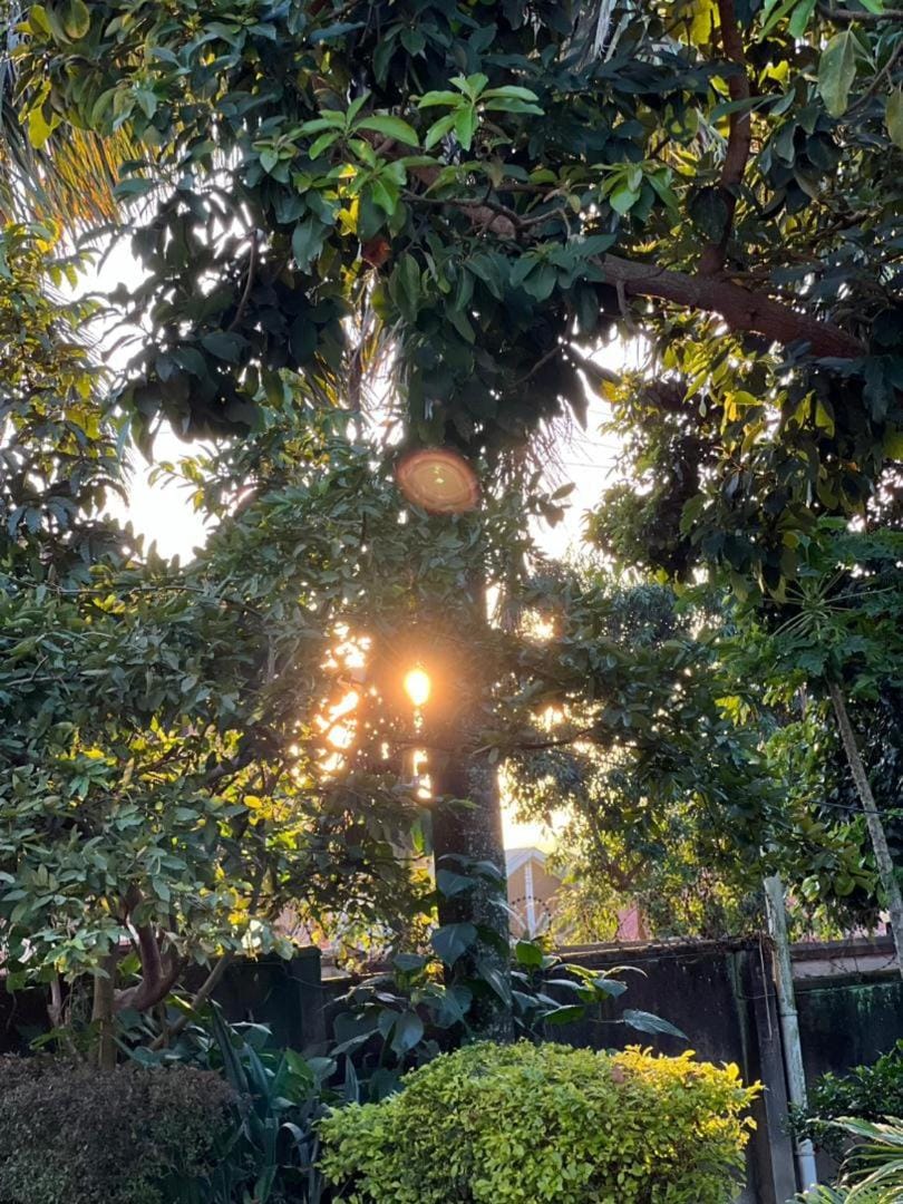 Day, Garden view