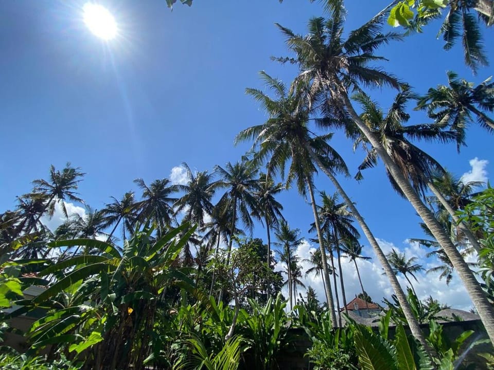Ubud-Villa 2 bedrooms & private pool and coconut grove Villa in Sukawati