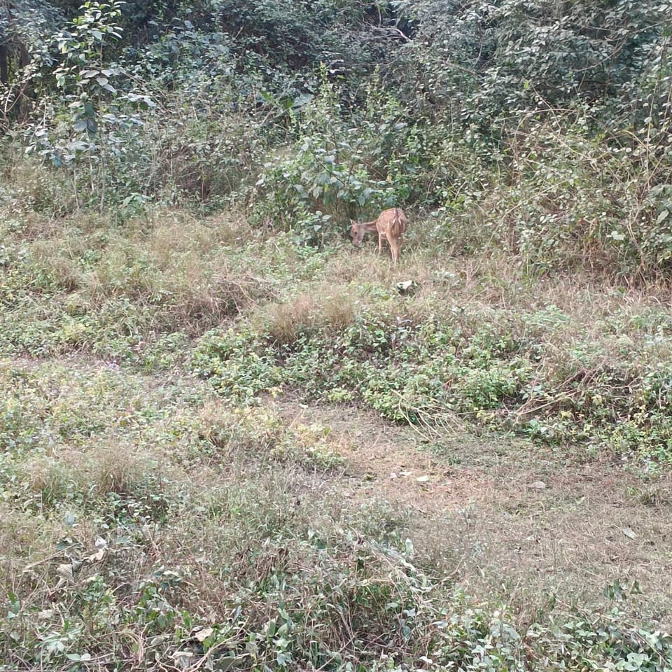 The wild camps riverside Nature lodge in Uttarakhand