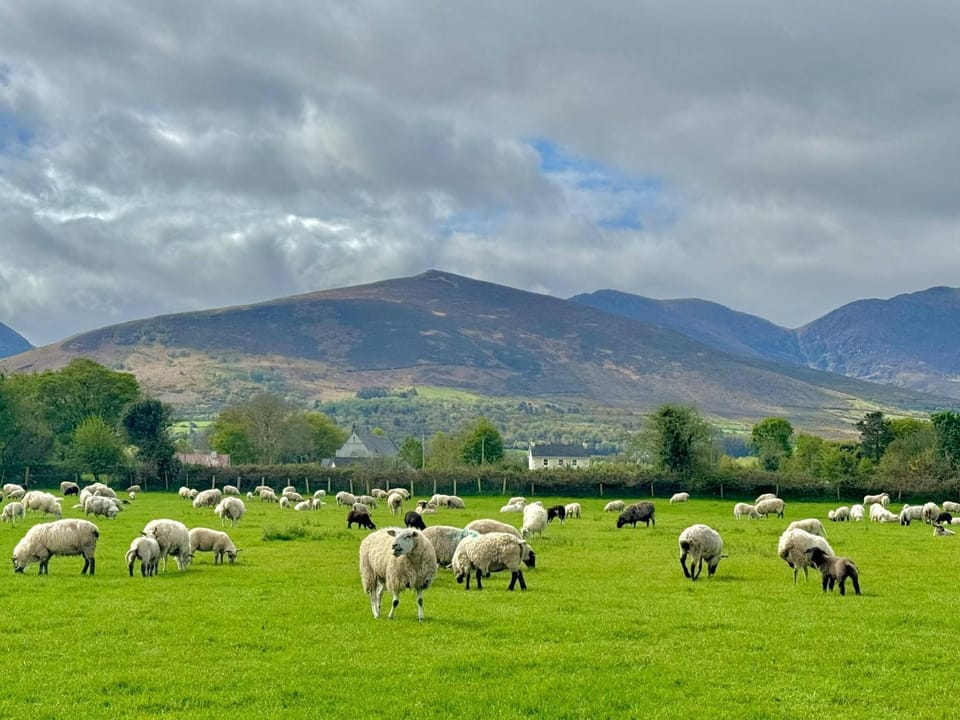 Natural landscape, Animals