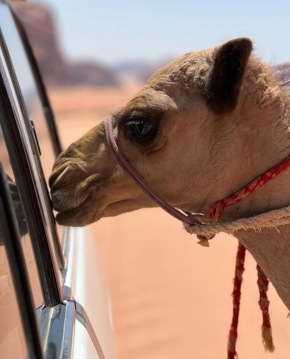 Luxury Wadi Rum Camp Apartment in South District