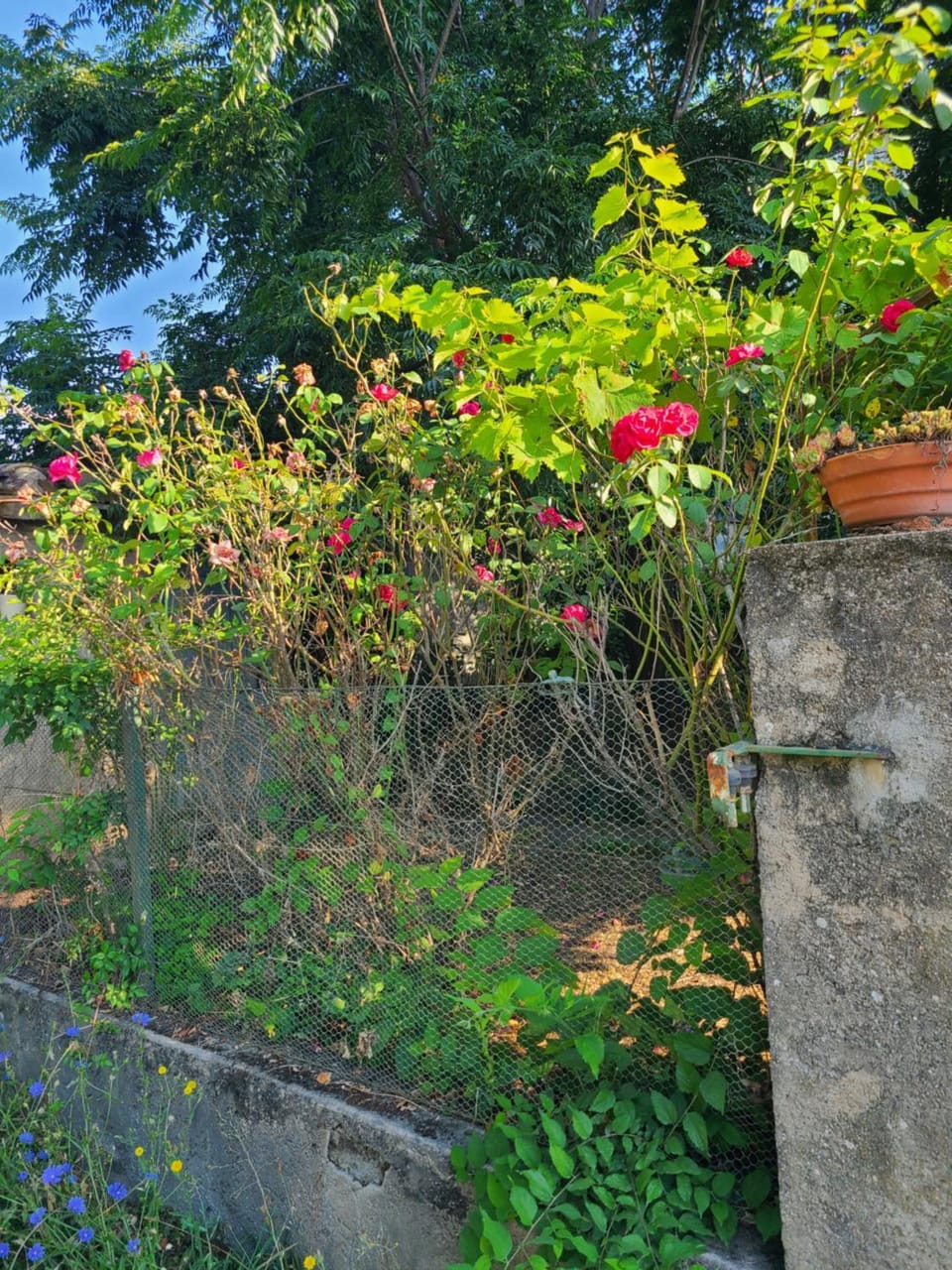 Garden view