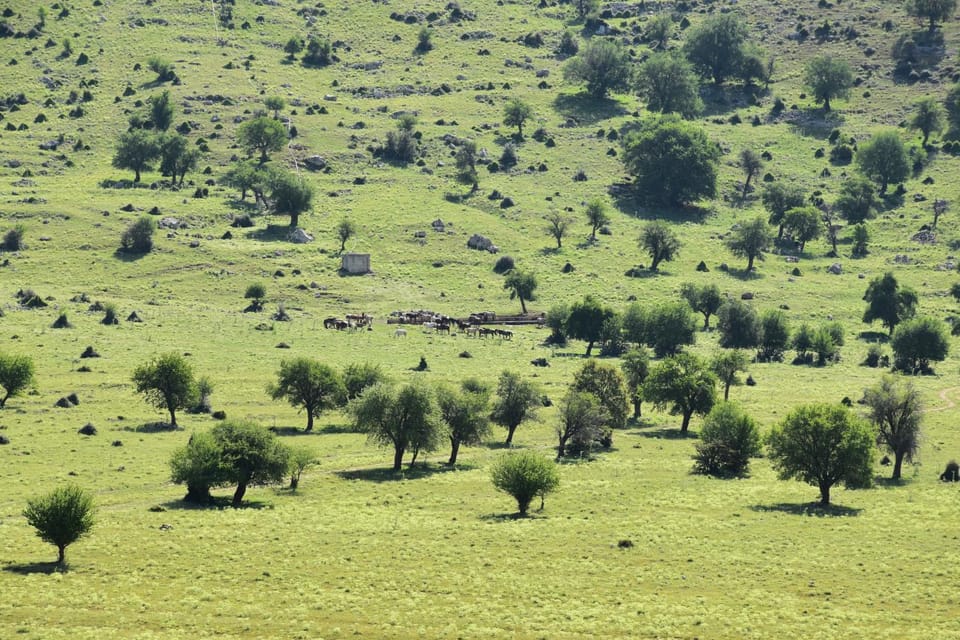Nearby landmark, Natural landscape, Animals