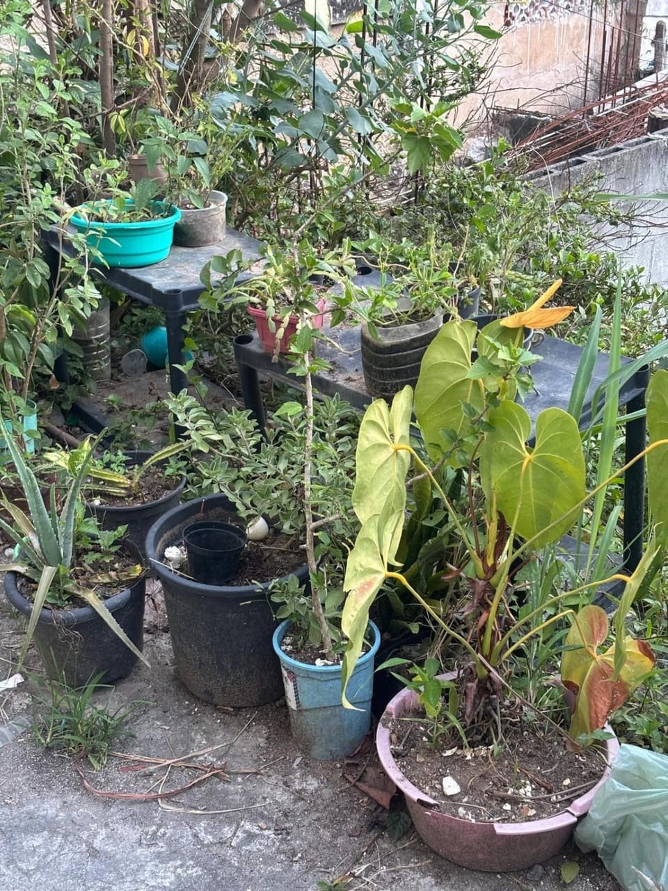 Garden view