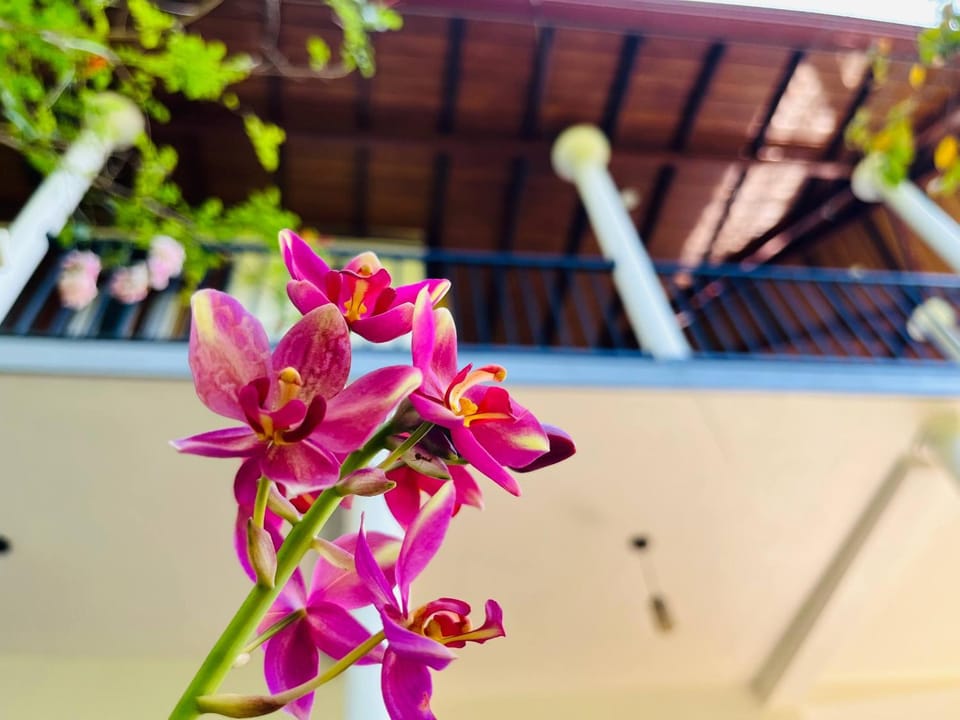 Day, Garden, Garden view