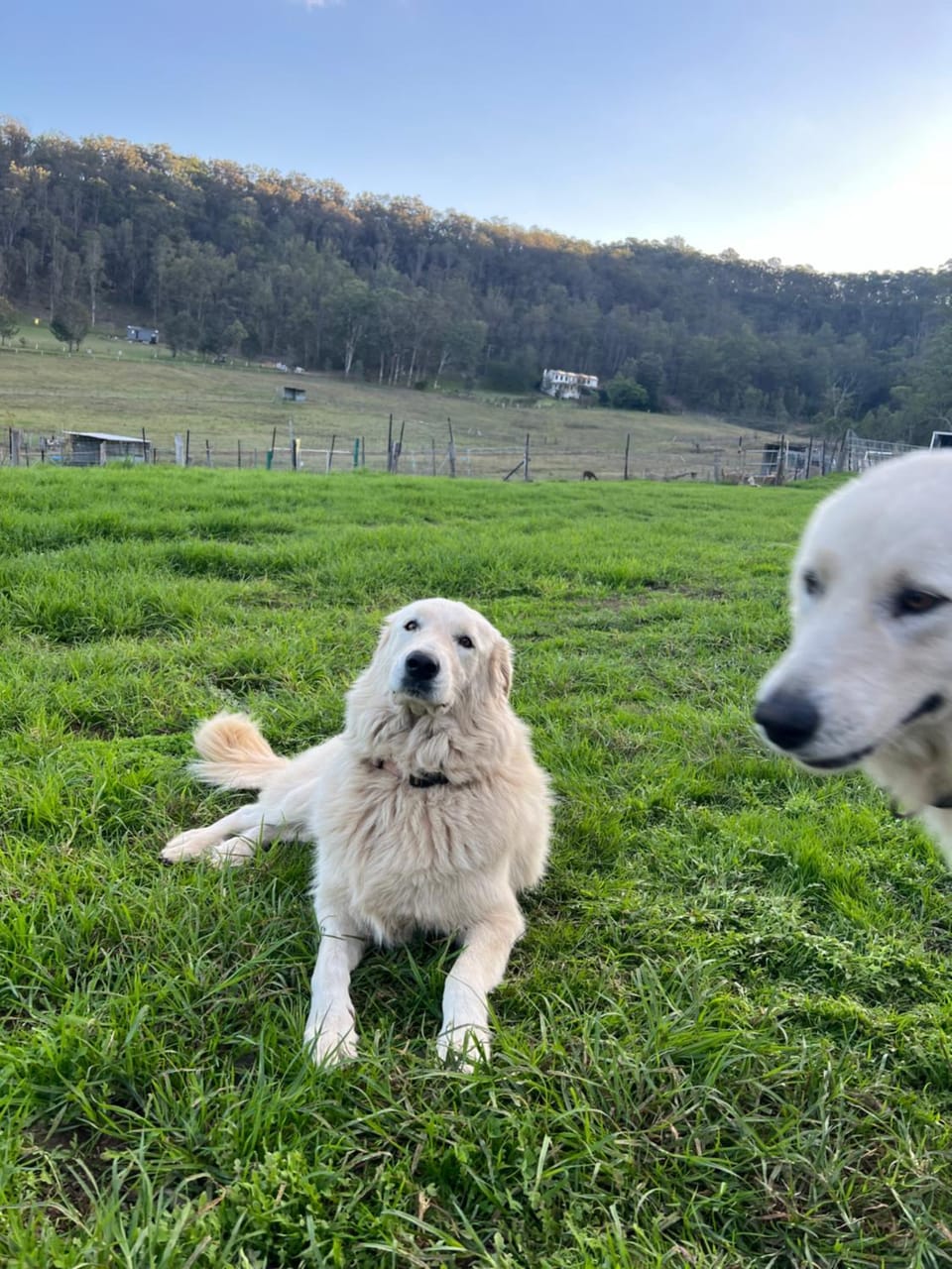Pets