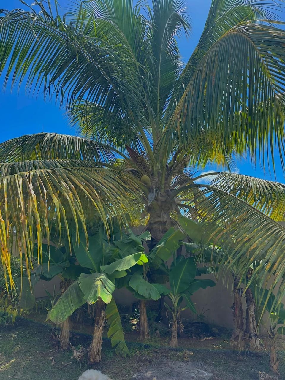 Villa Soleil des Caraïbes Villa in Leeward Islands