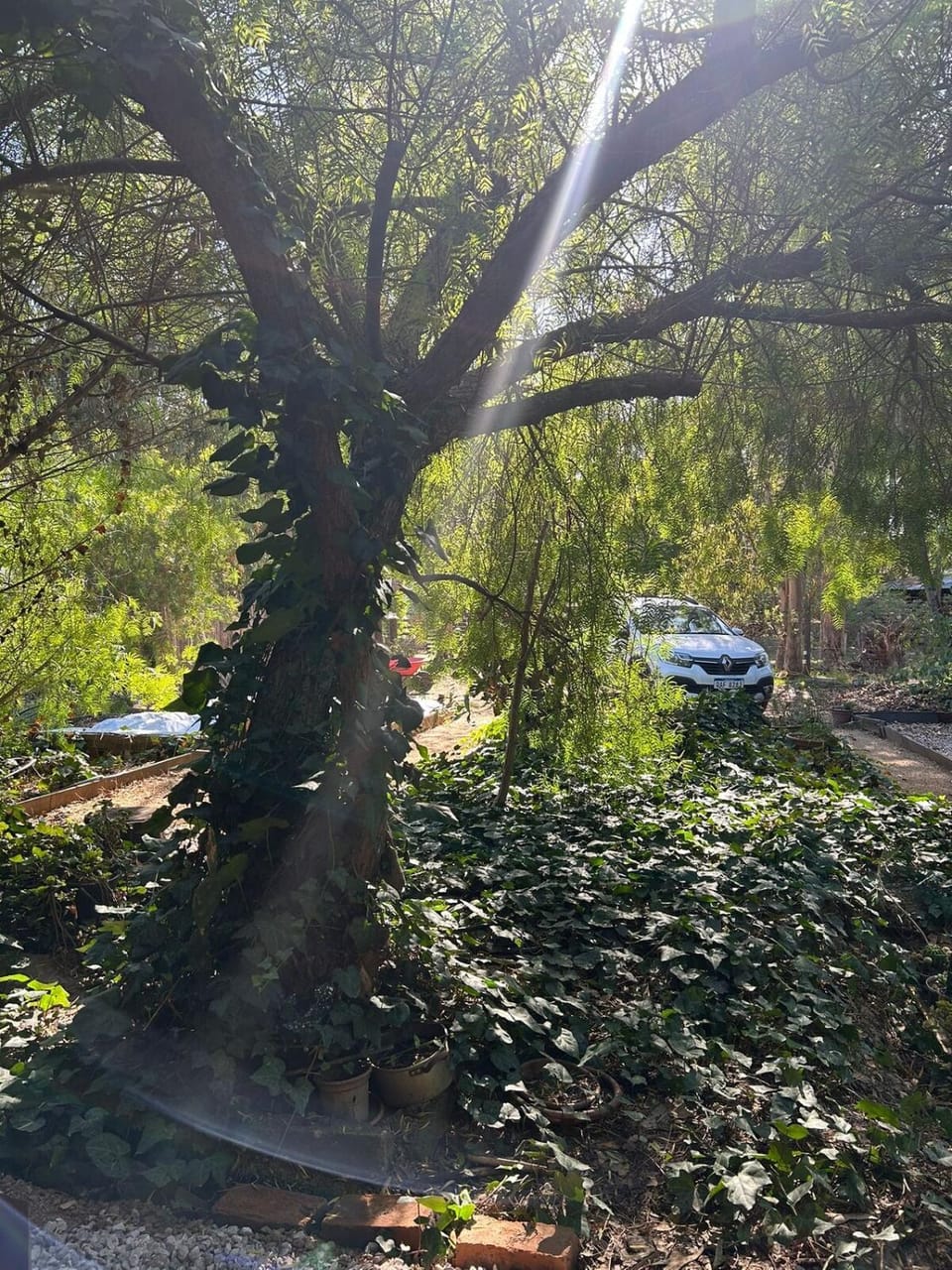 Garden, Garden view, Parking