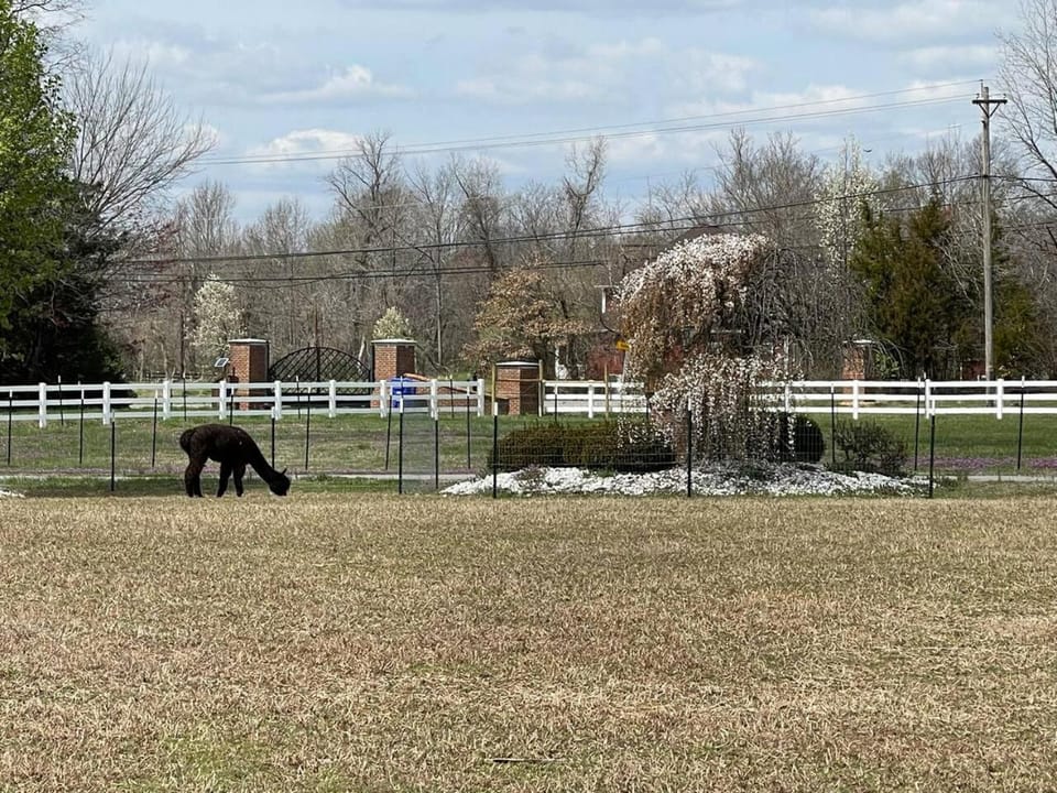 Property building, Day, View (from property/room), Animals, Pets, Street view, Entertainment