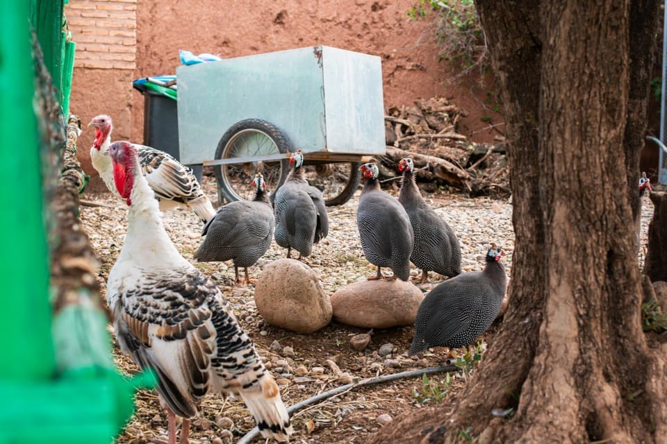 Ferme dhôte Sidi Safou Cabane en bois Marrakech Campground/ 
RV Resort in Marrakesh