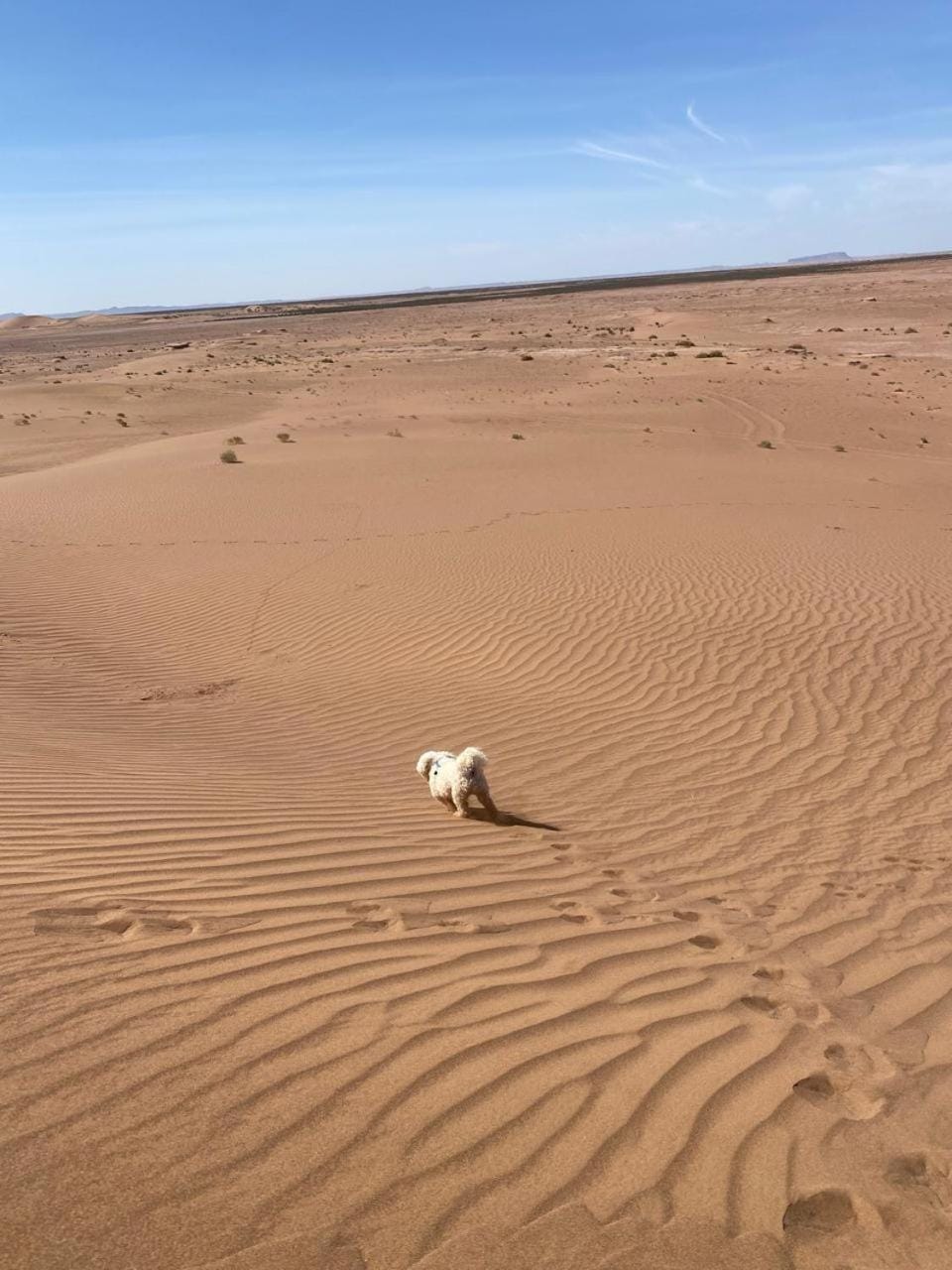 Desert Family Camp Nature lodge in Morocco