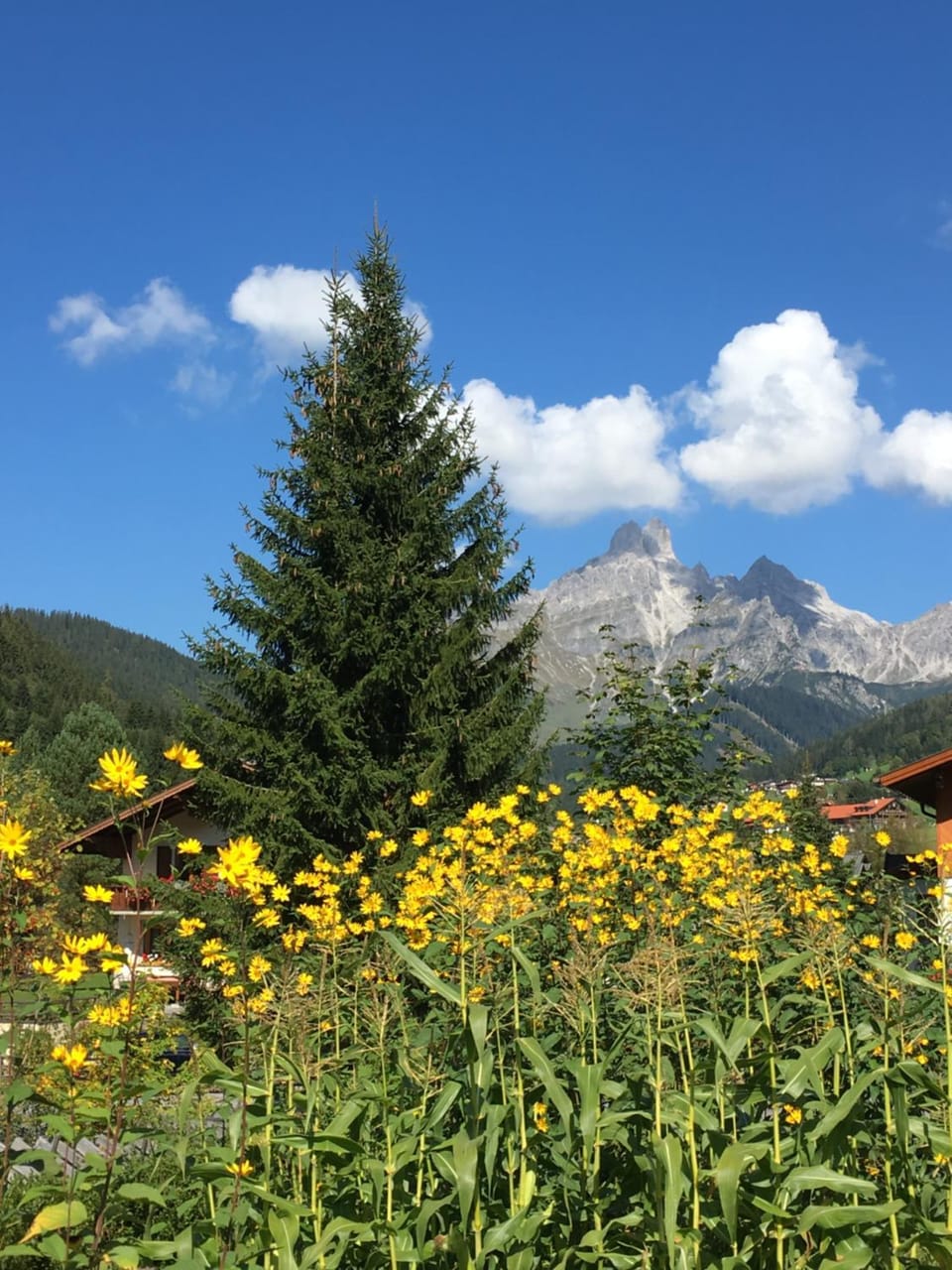 Garden, Mountain view