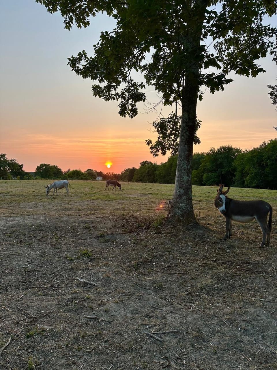 Natural landscape, Garden, Animals, Sunset