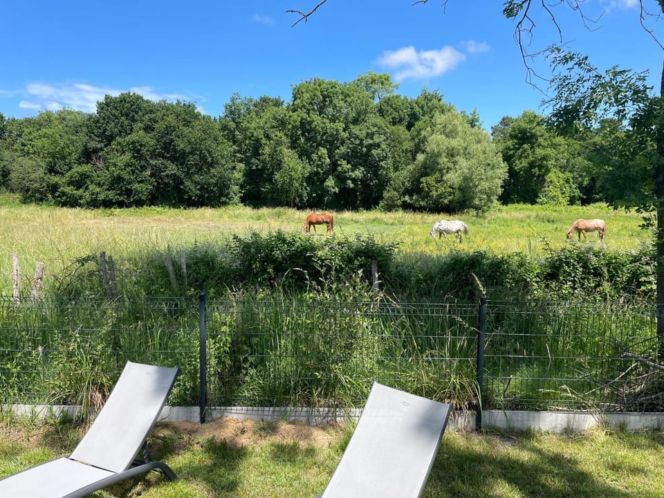 Natural landscape, Animals