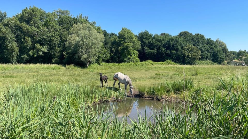 Natural landscape, Animals