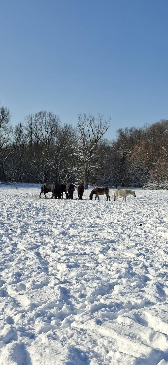 Natural landscape, Winter, View (from property/room), Animals