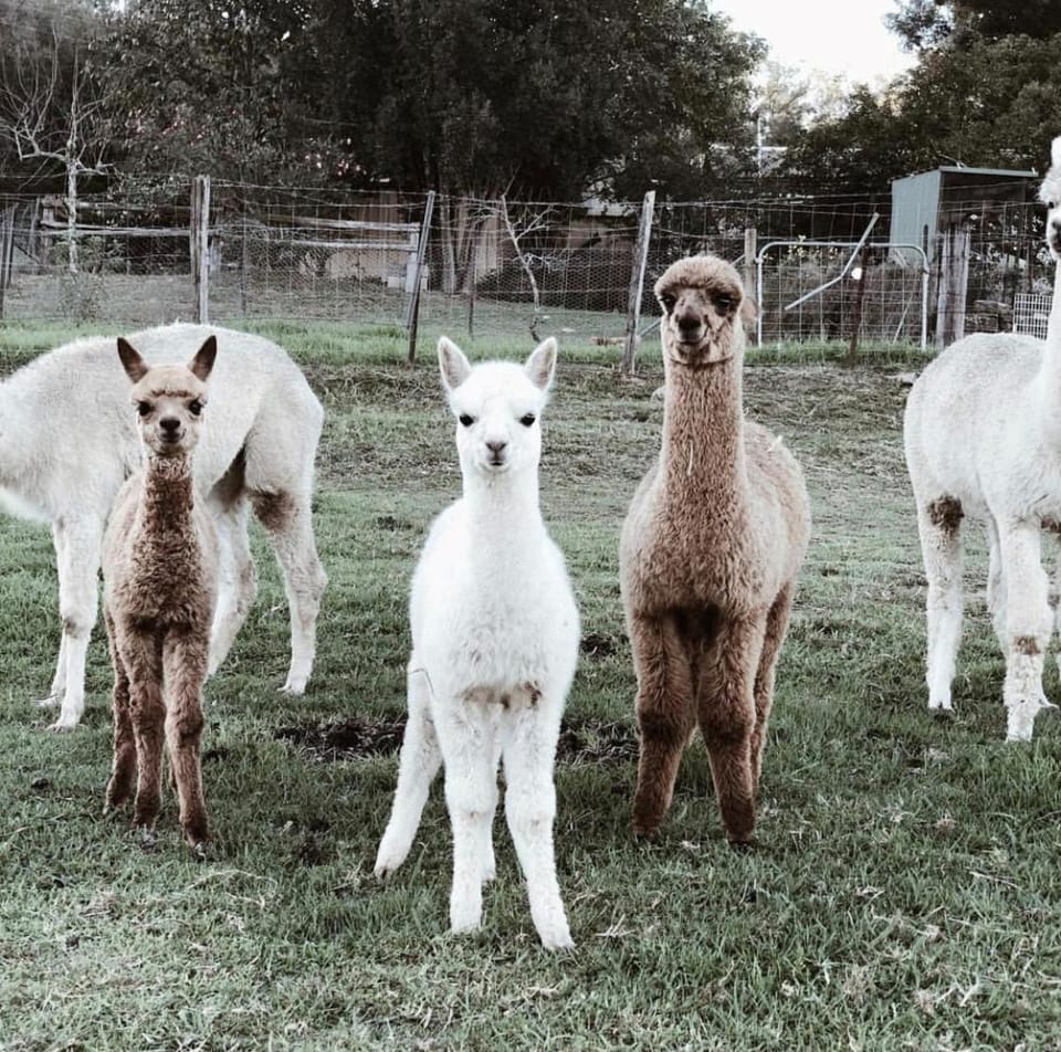 Animals