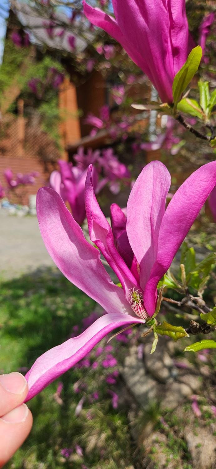 Natural landscape, Garden