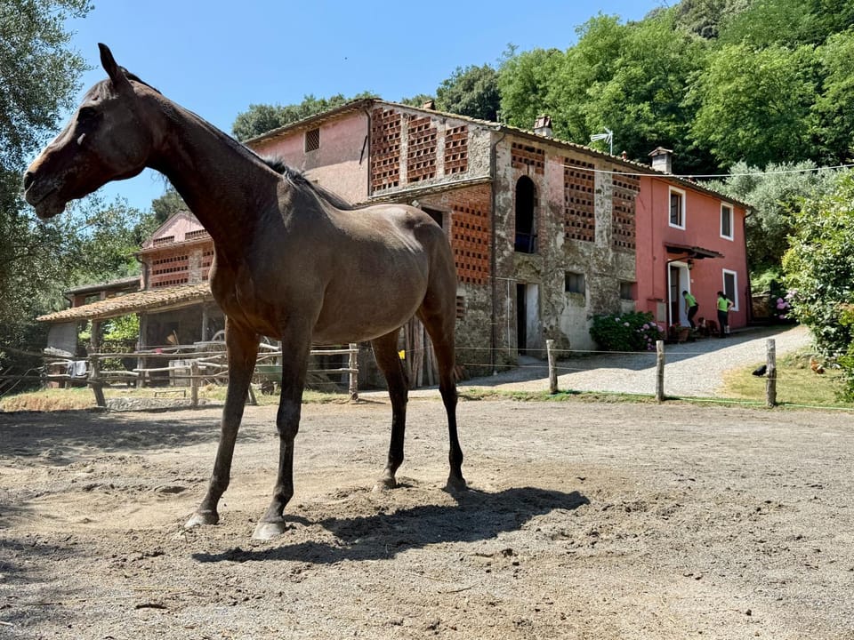 Property building, Horse-riding