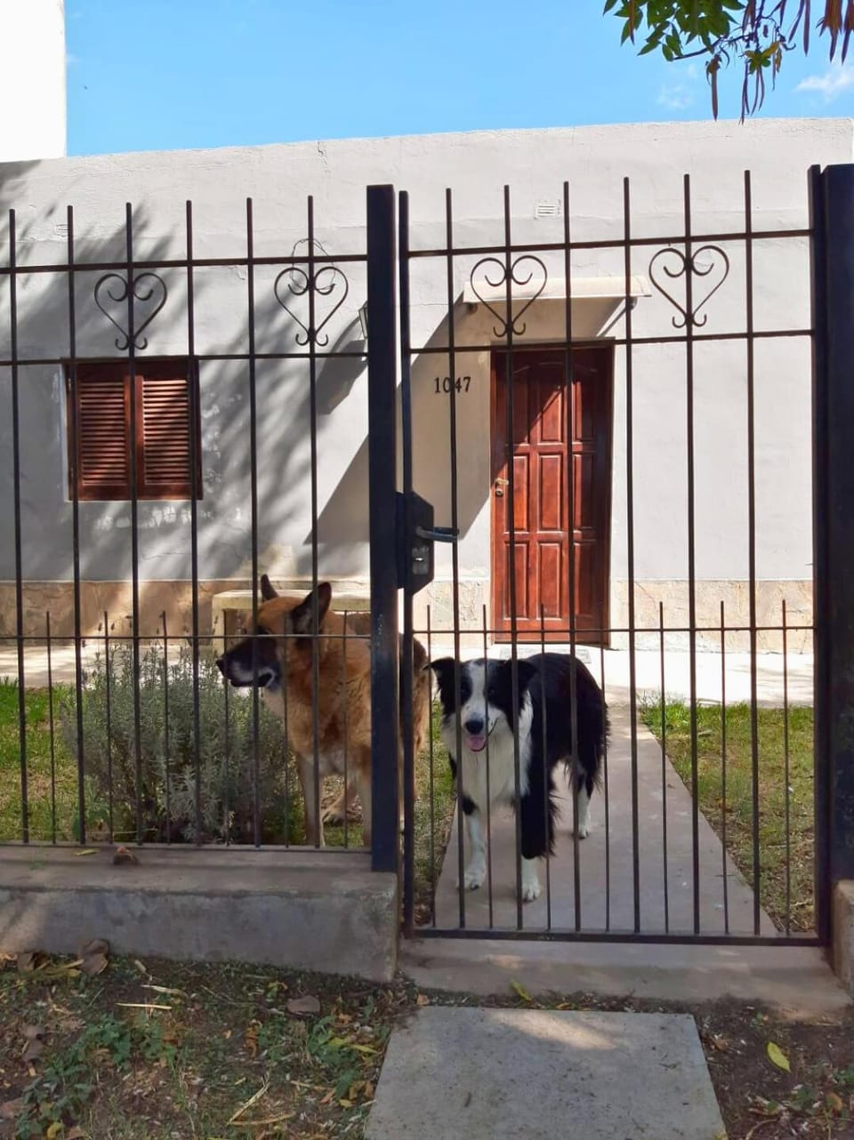 pet friendly