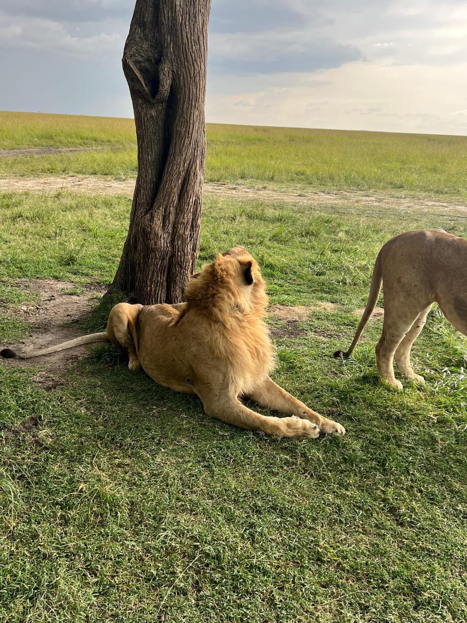 leyianmaasaisafaris Nature lodge in Kenya