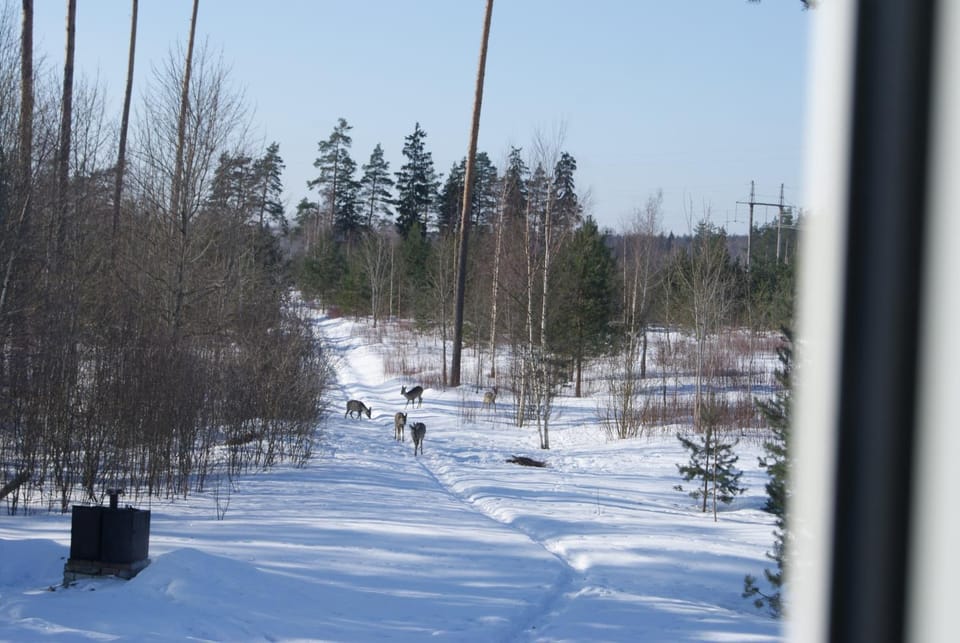 Winter, Animals, On site