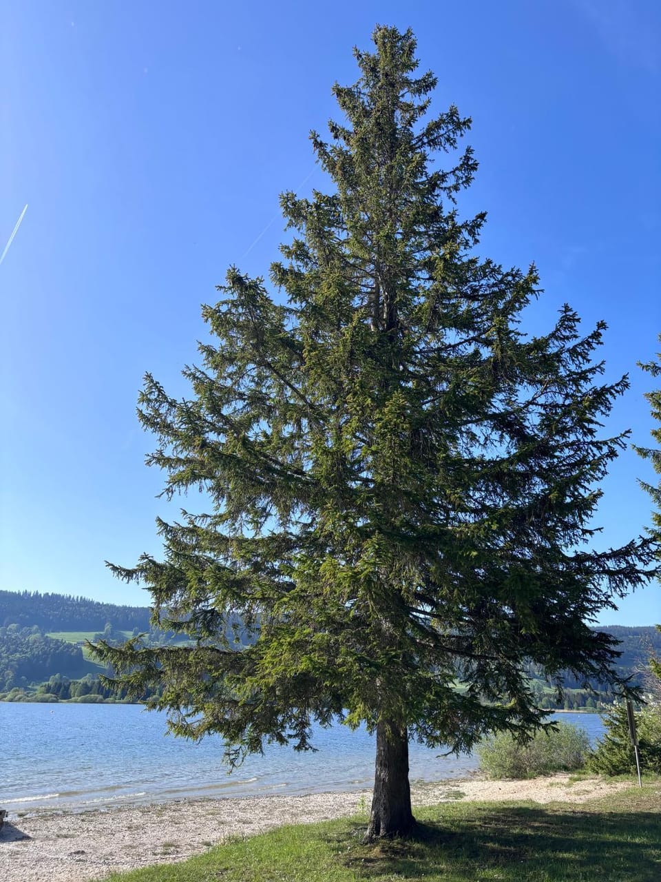 Lake view