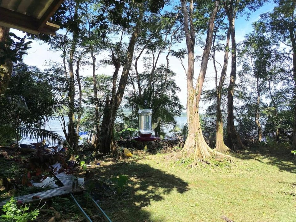 Gayadelphie jungle and sea house House in Bastimentos Island