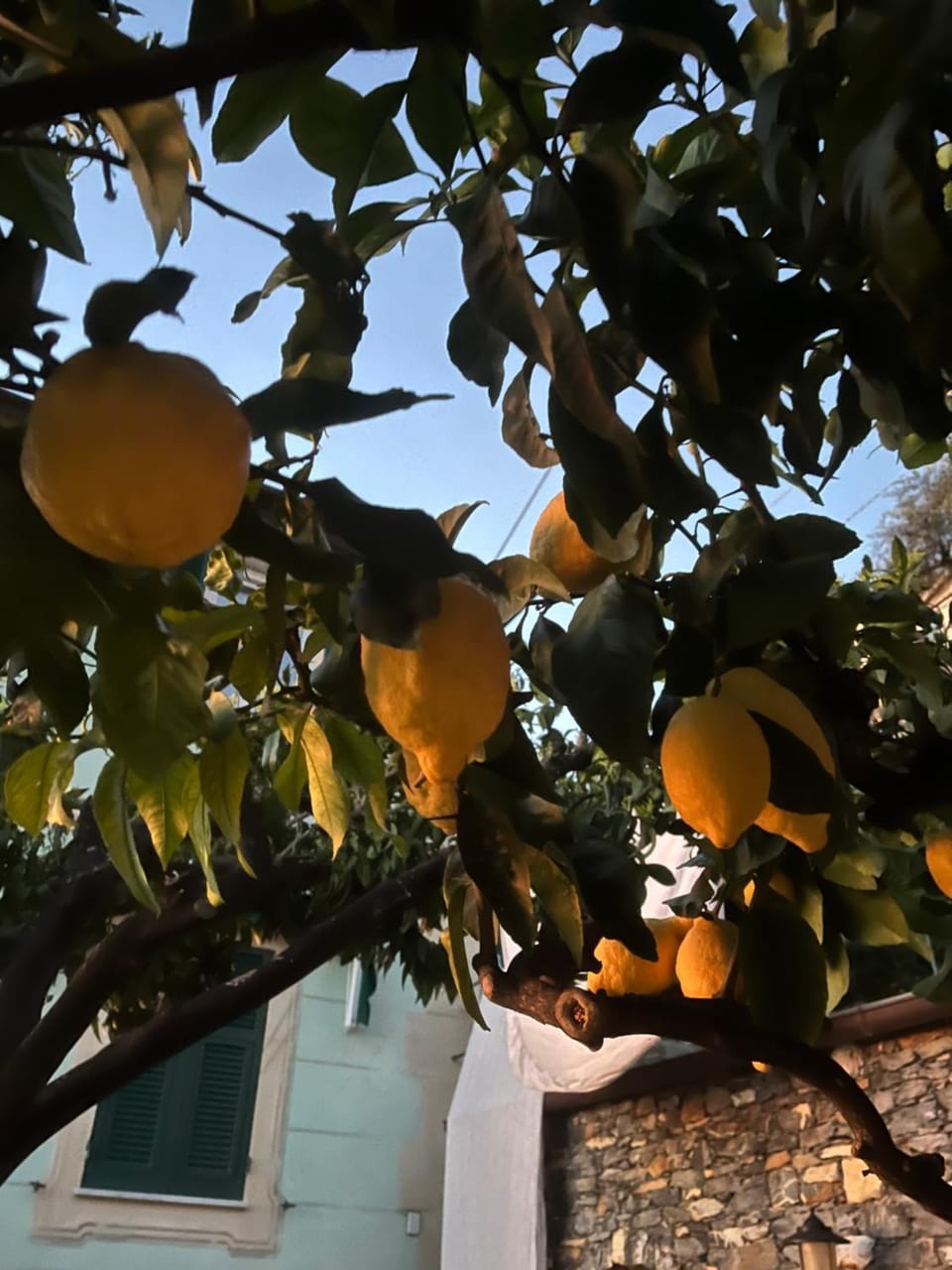 Alida's House Apartment in Camogli