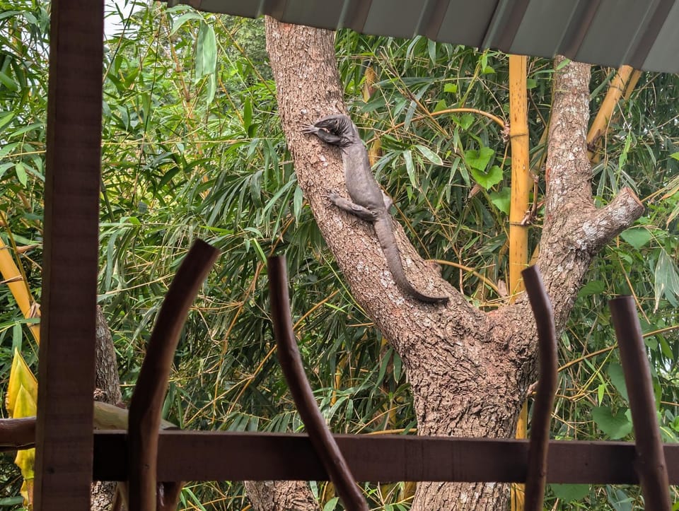 View (from property/room), Animals